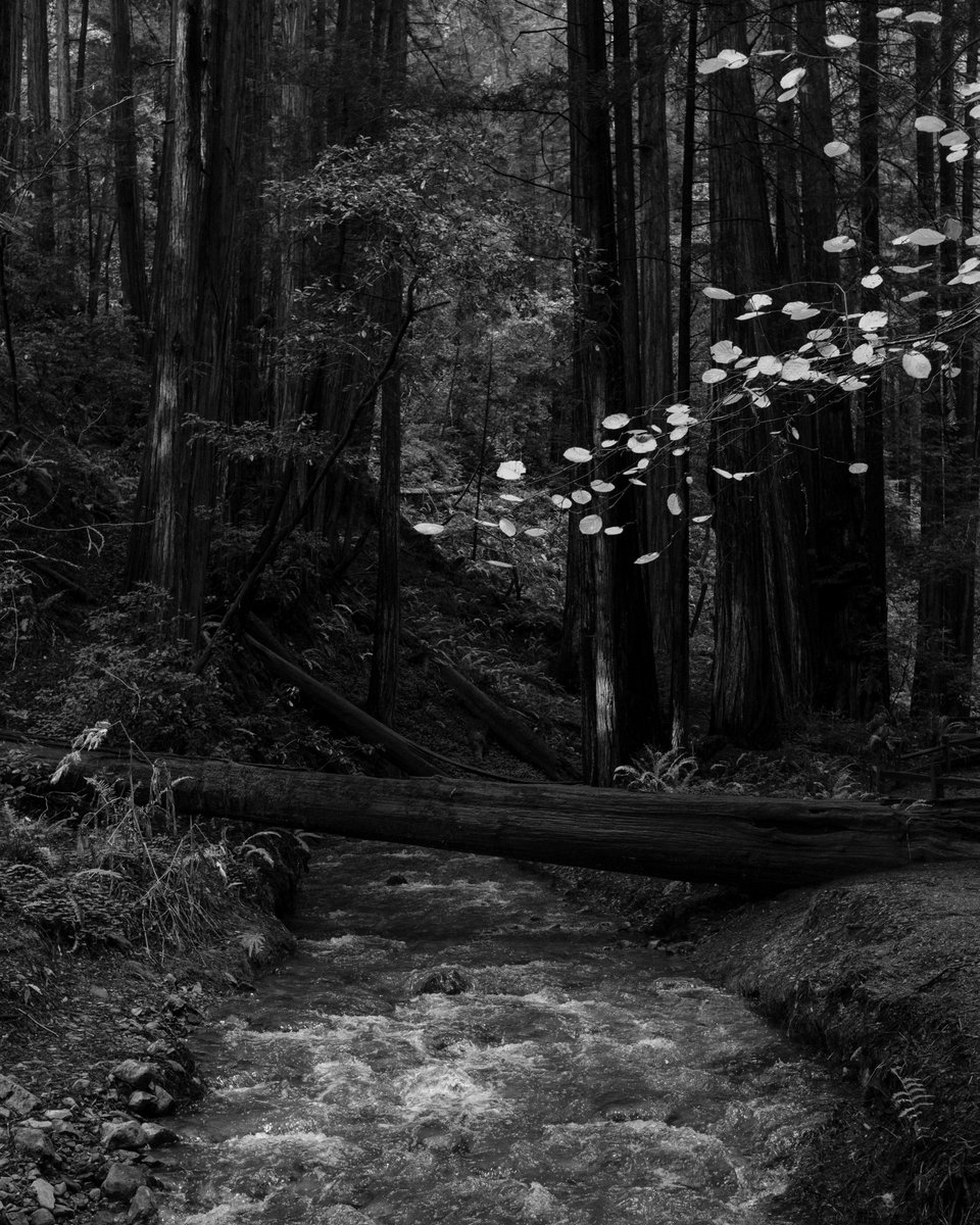 wyatta_eth's tweet photo. @KurtWang_eth Muir Woods, 2021. Soon to be a collection on Sloika https://t.co/blvvSjK4tp