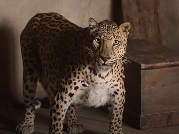 sambaschutte's tweet photo. Meet Ned, the real leopard we used in episode 10’s Barbados. He’s a celebrity, because he’s the same leopard from the WAP music video🐆💦 #OurFlagMeansDeath
#pirates #comedy #romcom #bts #hbomax https://t.co/YHuYRaMGKy