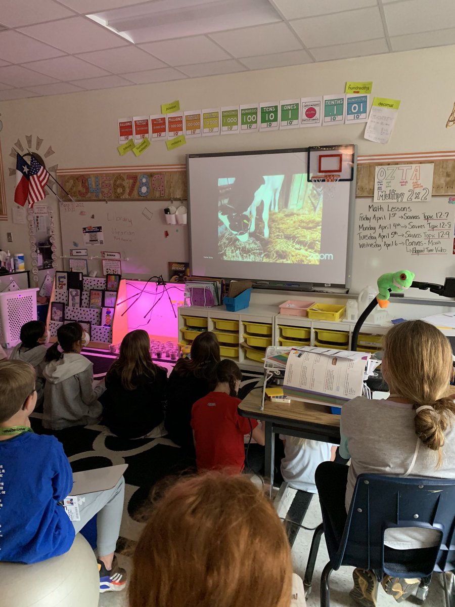Live chat with our adopted cow "baby" from Rottinghaus Holsteins Farms! Using the information to study conversions in math and life cycles in science! #WESRoars <a href="/Wellington_Elem/">Wellington ES</a> #MathinLISD <a href="/MsMcMahan/">Jaye Lynne McMahan</a>
