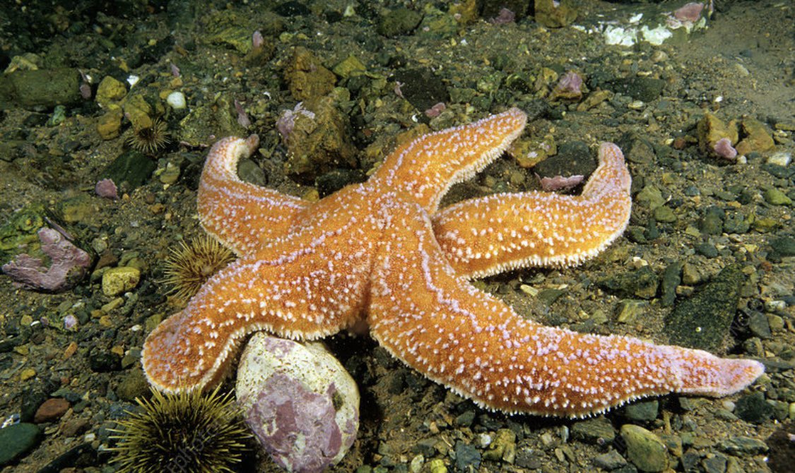 Come join us for a relaxing documentary night with Wildlife Club tonight in Porter 105 at 8pm!