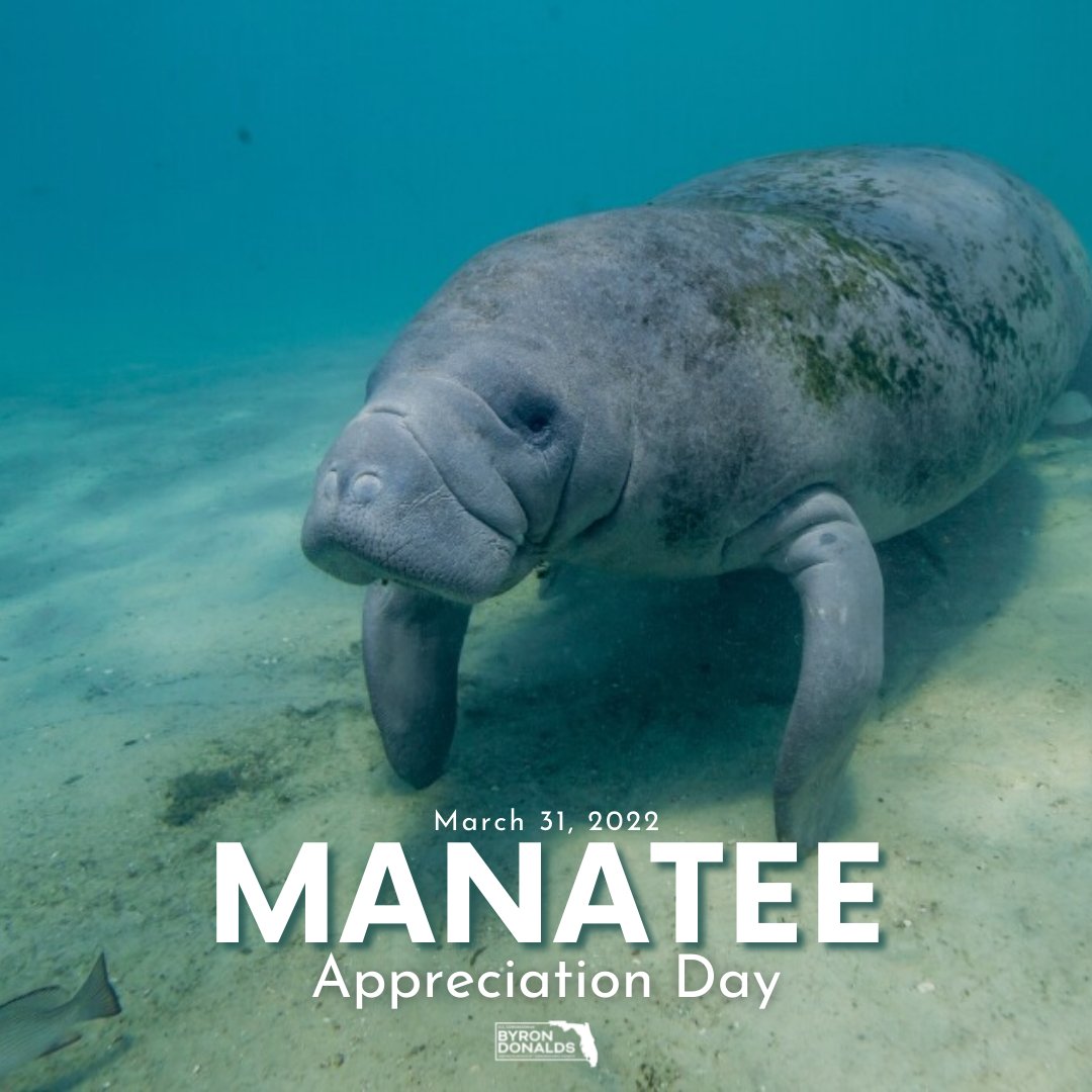 Congressman Byron Donalds on Twitter: "It's #ManateeAppreciationDay