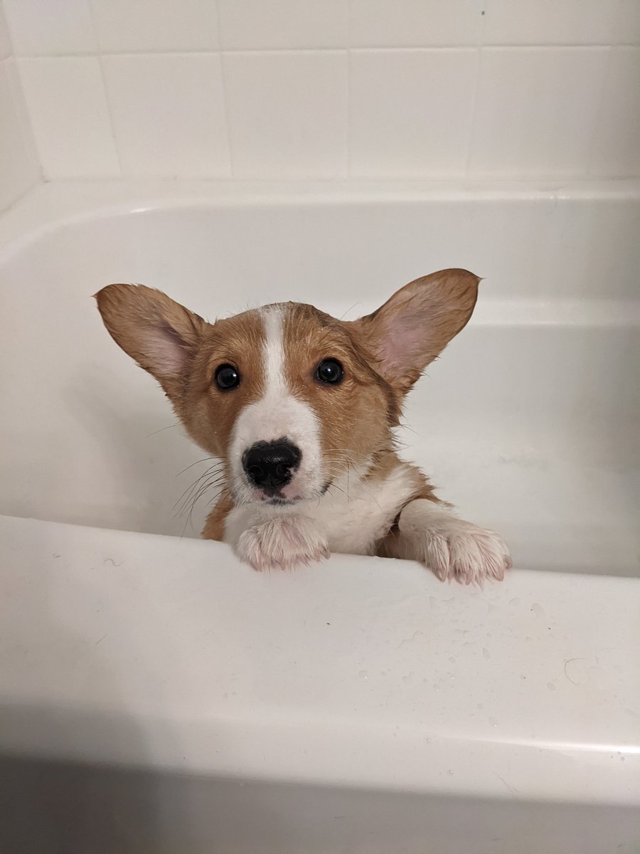 Chris Burson tweet media