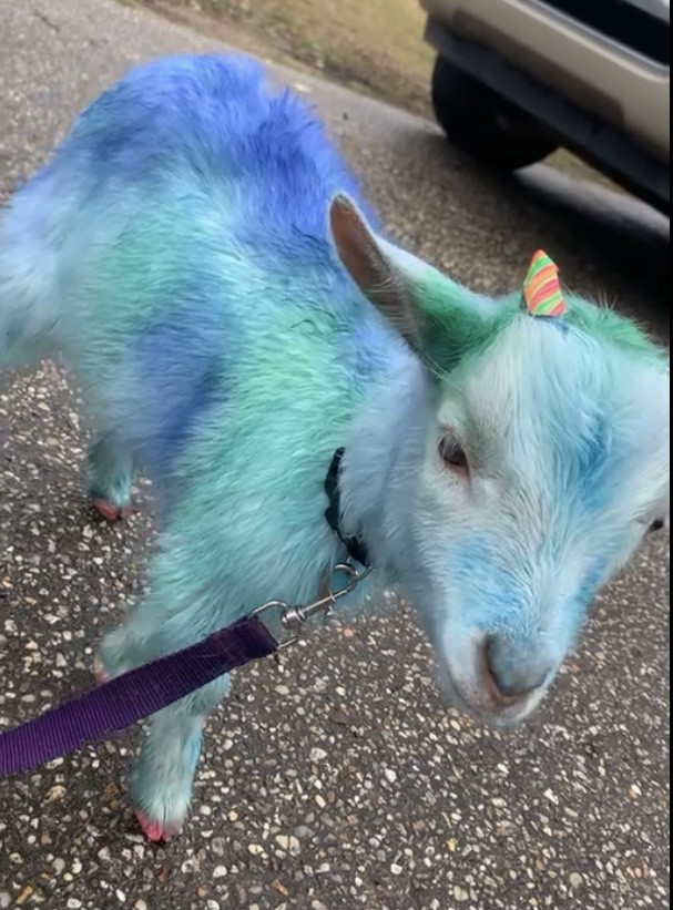 ExpandingBrainX's tweet image. Today is a good day to be a unicorn! We should always aspire to be more and do better than yesterday! #LuckyGoatTribe #NFTs #NFTCommmunity #nftcollectors #cyptocurrency #Cryptos