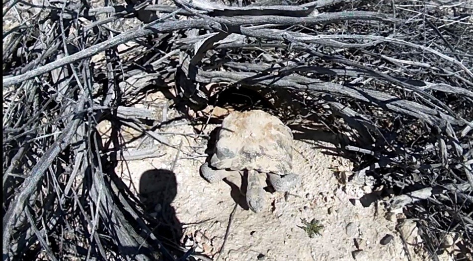 Mojave Max tweet media