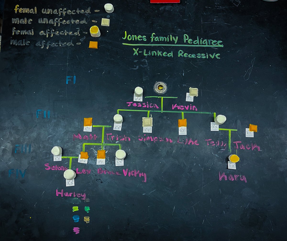 torchianator's tweet image. Great job modeling Pedigrees today on the lab tables, Honors Bio! #goknights #knightscience #honorsbio @FazioSally