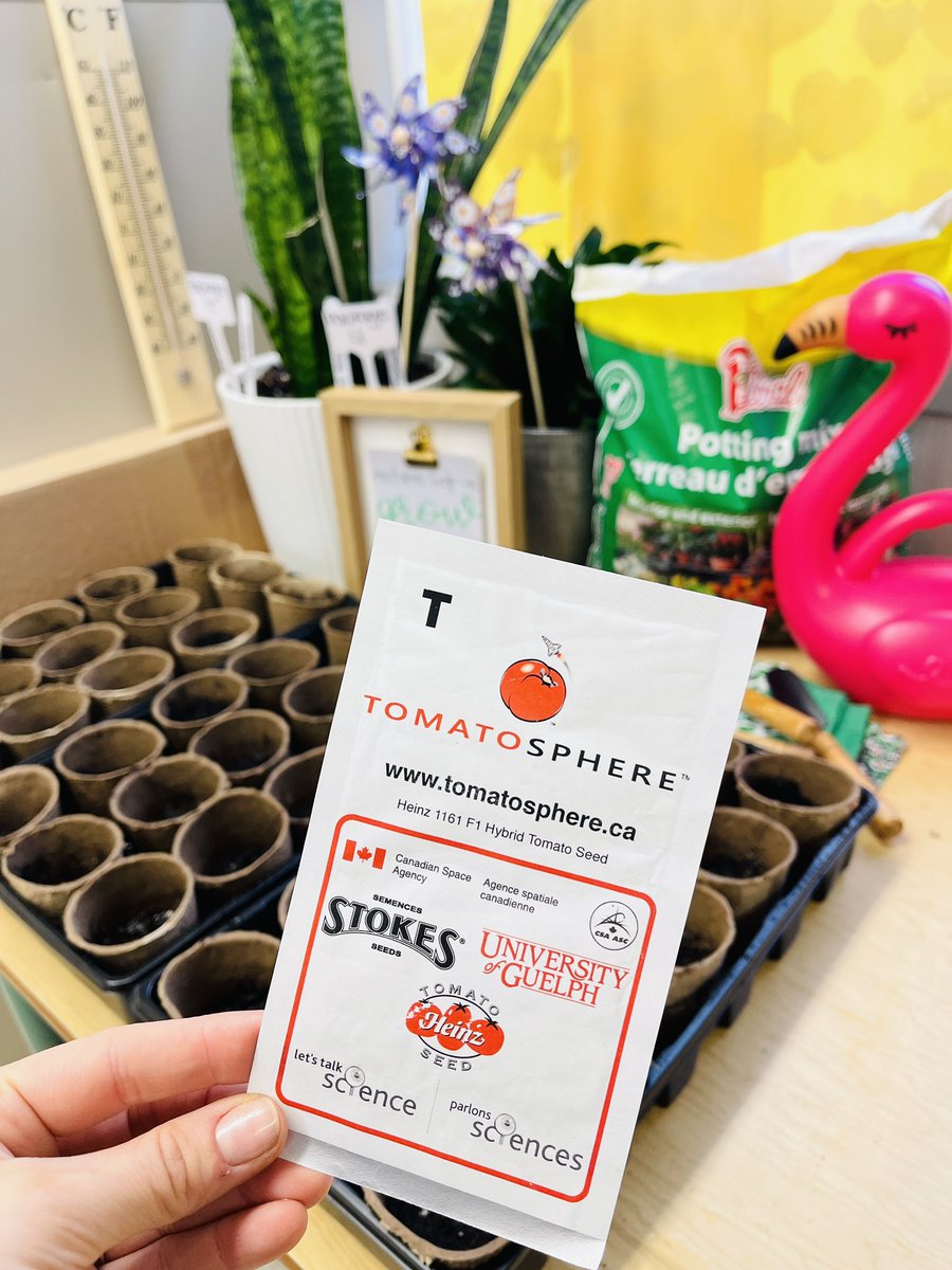 msferrinho's tweet photo. Spring has definitely sprung in our classroom 🌱🌷another year of the @Tomatosphere project! A little bit of science, a little bit of math, and a WHOLE lot of life skills. The kids potted these themselves! Stay tuned for daily updates 🍃 https://t.co/Jtz8lhq2bN