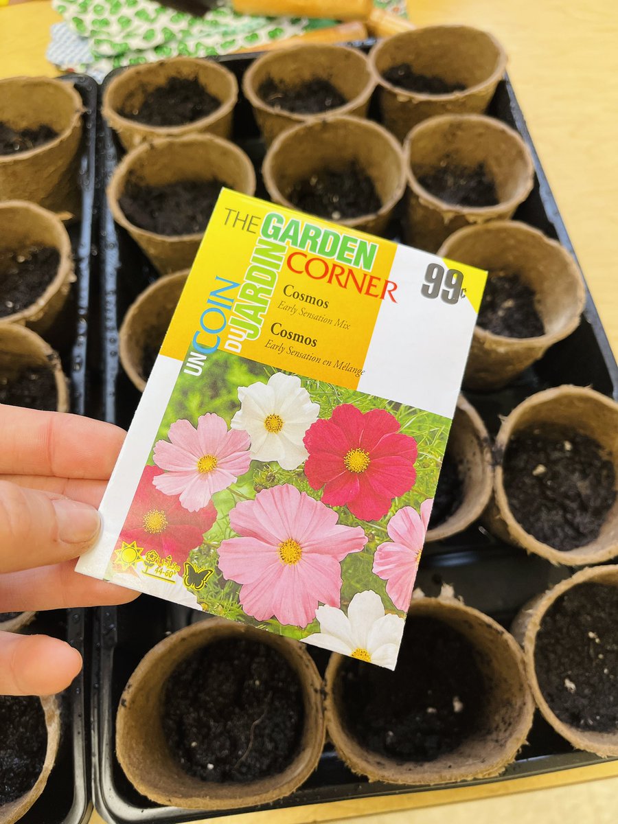 msferrinho's tweet photo. Spring has definitely sprung in our classroom 🌱🌷another year of the @Tomatosphere project! A little bit of science, a little bit of math, and a WHOLE lot of life skills. The kids potted these themselves! Stay tuned for daily updates 🍃 https://t.co/Jtz8lhq2bN