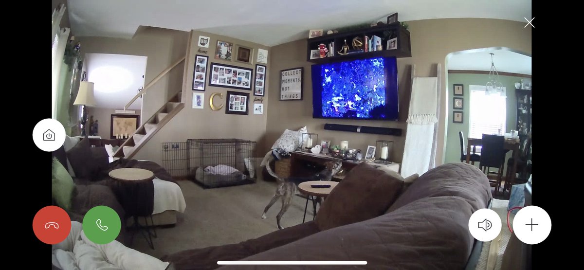Allentown1711's tweet photo. We’ve started leaving #PoppyGrace out of her kennel when we’re not home. I stopped 2snack&hydrate,piped up the #PoppyCam&she was leaping off couch to bark at TV,then walked backed to her bed. She loves Little House on Prairie but barks at animals&scary peeps!! 😂 https://t.co/OtxFIwstrS