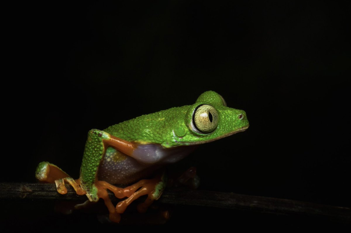 CarlosGoNFT's tweet photo. @cripixtoff This is my Solsea collection “Amazon Swamp” feel free to check it out 

https://t.co/V6HcH8c7B9 https://t.co/oJSBjpWvzW