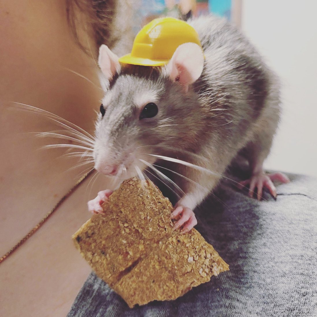 ameliabiscuit's tweet photo. A rat named Higgs wearing a construction hat eating our Treaty Bites cookies. This made my day- thank you Higgs for your support of our little Canadian biscuit company. #rats #cutecustomer #amelia #treatybites #love #AnimalLovers https://t.co/tmvQ0dH2Zt https://t.co/krMYGjfk2g
