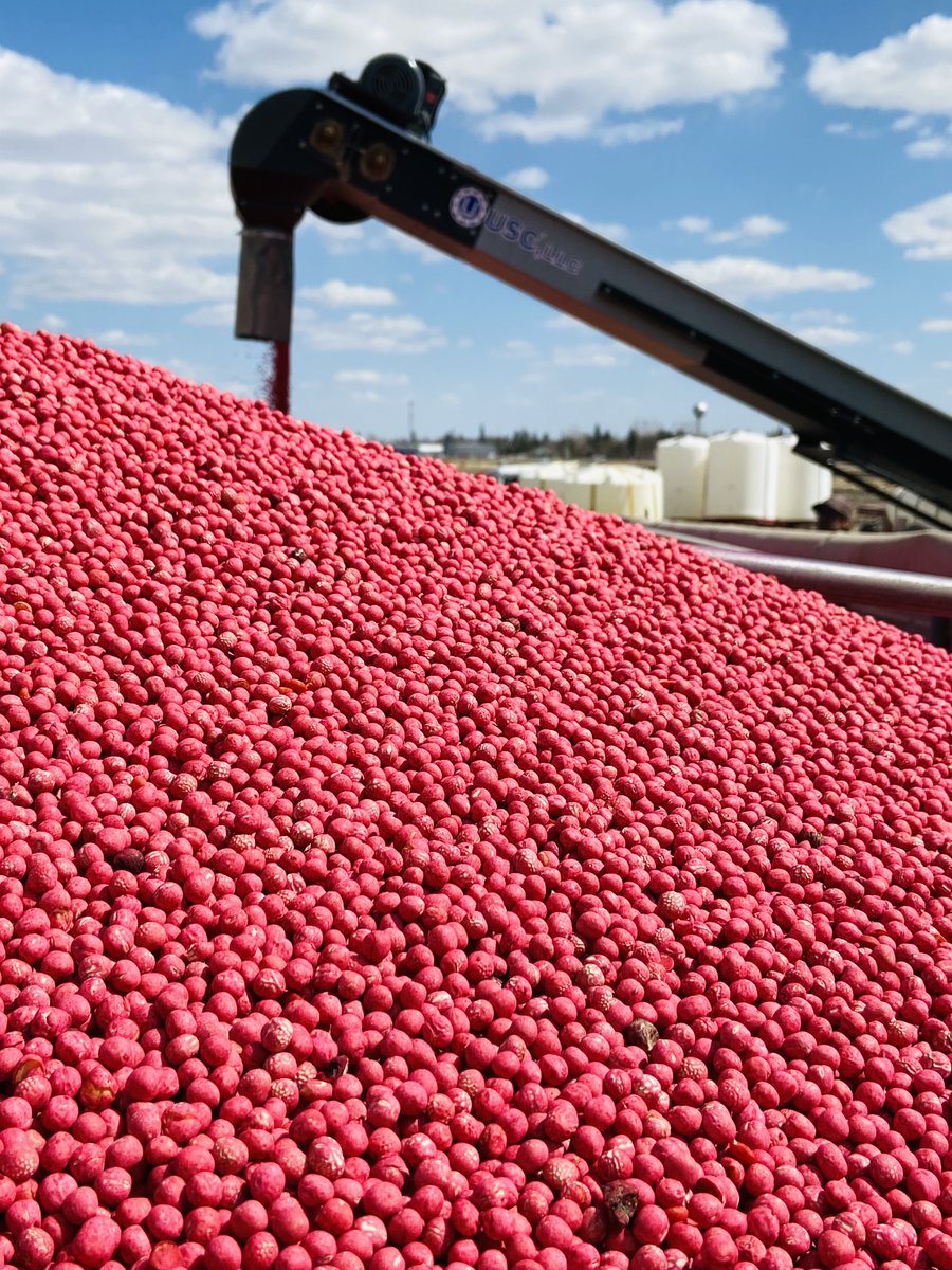 _StaySharpe's tweet photo. That's a whole lotta peas!  
🔥Time to Ignite the Potential! 🔥 There is something brewing... talk to your local branch about seed care BEFORE APR 15. It will be worth it!
#IgnitethePotential #100DaysofHUSTLE https://t.co/KgUd8rZA3f