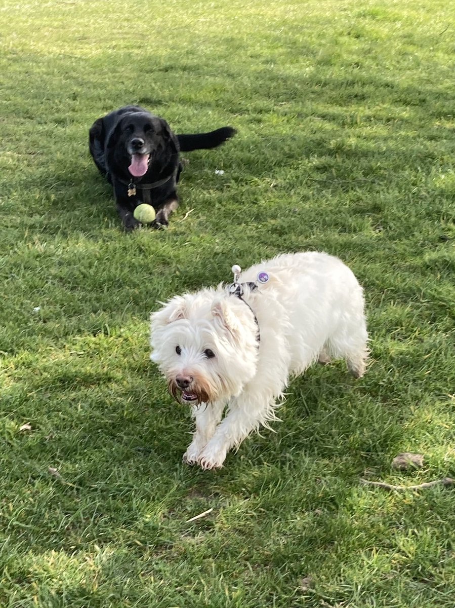 ChewieBebe's tweet image. Bebe: Roxy and me last week…when it was actually warm! #BringBackSpring #DogsofTwittter #westies #westiesoftwitter