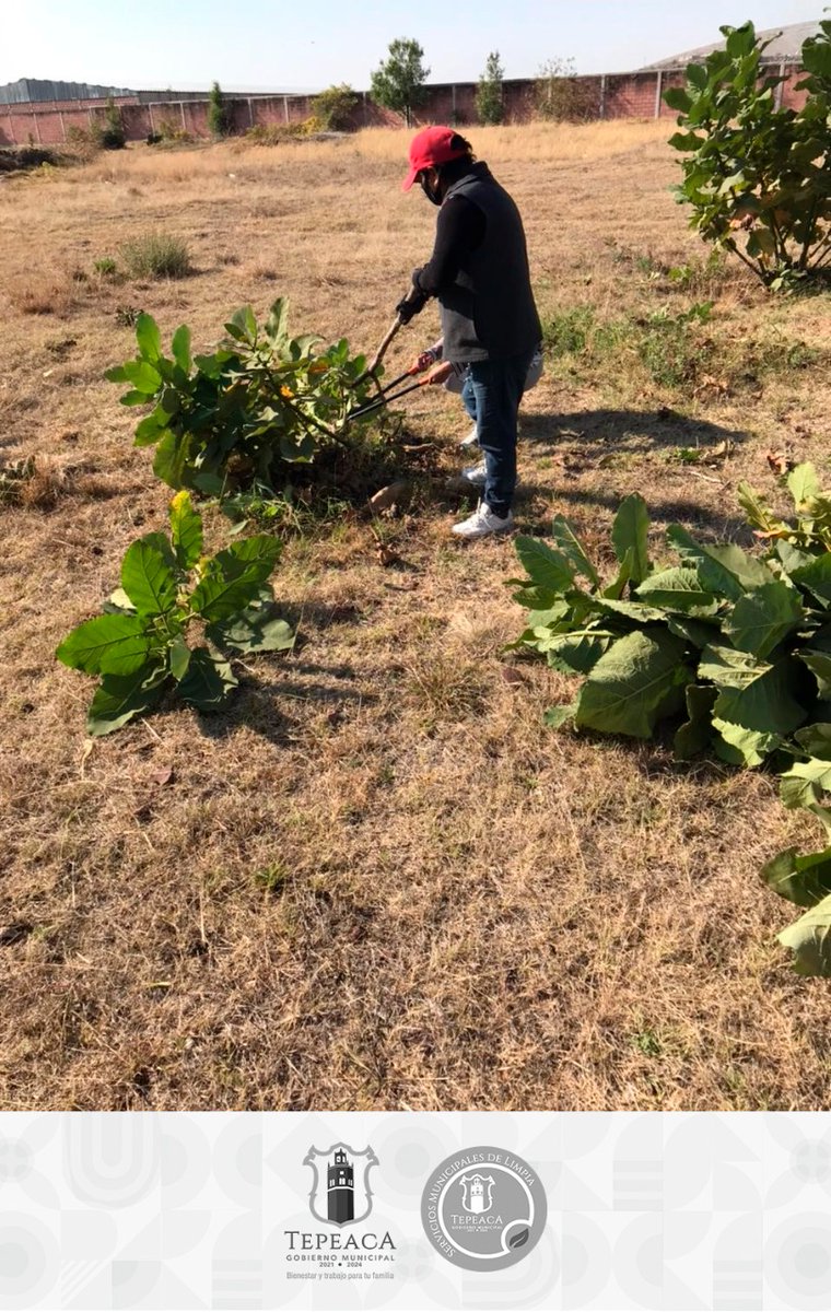 SMyPCTepeaca's tweet photo. En temas de salud y medio ambiente, te informamos que nuevamente se acudió al Hospital General de Tepeaca a realizar jornada de poda y limpieza, siendo esta ocasión en el exterior de las instalaciones. https://t.co/XNSVZLVjUn