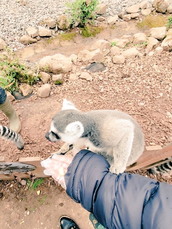 TMC Animal Care Dept tweet media