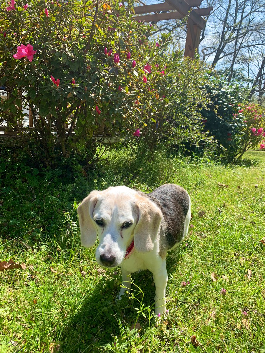 I’m feeling a lot better today! Mom says thanks #DogsofTwittter friends for #seniordog advice on #petshops & recs on #cbdfordogs #hempfordogs #dogsupplements & what helps my #beagle joints. Shes researching what’s best for me & will update on what helps #seniorbeagle #dog