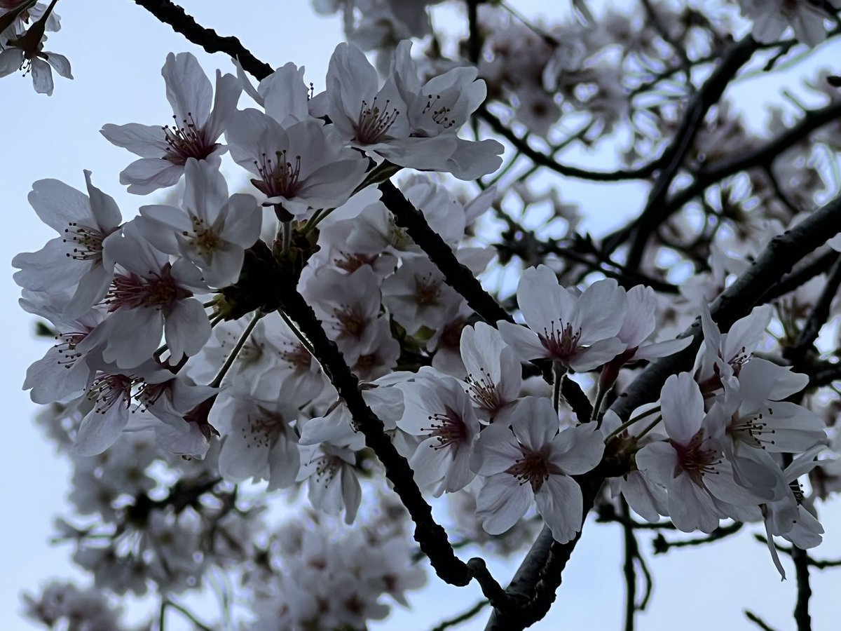 mushroom_bts7's tweet photo. δ»ζ₯γγγ倩ζ°πΈζ‘γ1ηͺε₯½γπ
π
π«Ά
γΎγ γγ’γ‘γͺγ«γ§πΊπΈε§Ώγ―θ¦γγ¦η‘γγγοΌ
γγ³γΏγ³γγγγ γγγ²γΌγ γγ¦γγπ
γγγ‘γγγδ½γγ¦γγγͺγπ₯Ίβ¨
#whereisv
#BTSARMY https://t.co/j1mbEpYJPv