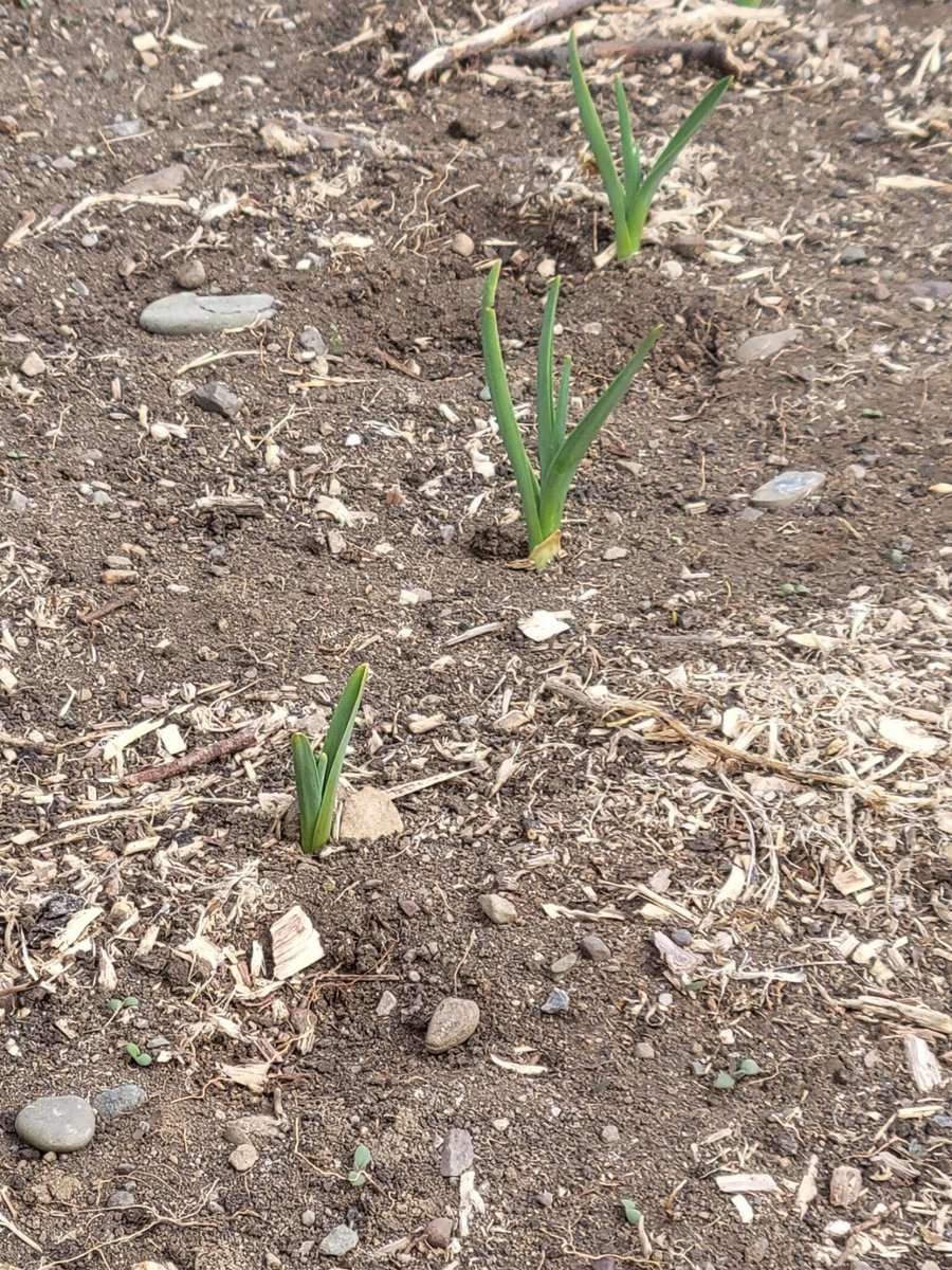 AllieWebber1's tweet photo. I wondered if the garlic would be poking out yet or not.. boy was I surprised! #garlic #SABGarden #hardneckgarlic #mustbespring https://t.co/mA1zDPxYyM