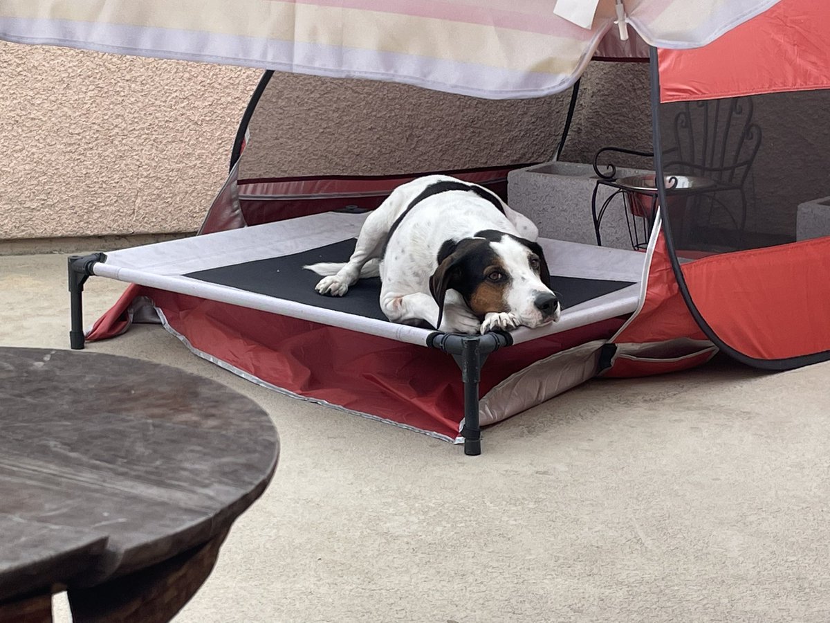 thedudewooflops's tweet photo. I am just having myself a little Dude time. 🐶😎☺️#DudeTime #Dogs #DogsOfTwitter https://t.co/abgpE2vk8C