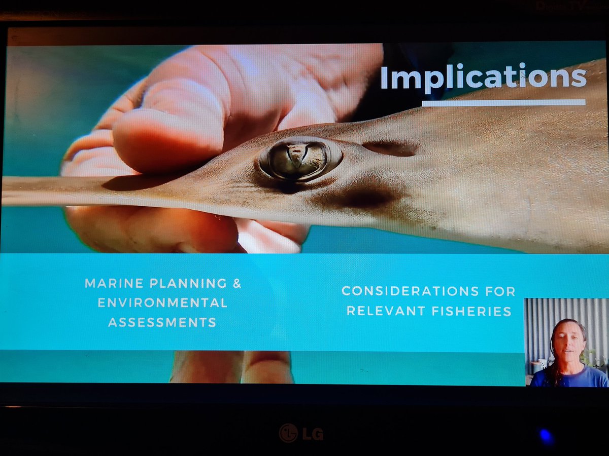 TheFloRay's tweet photo. Super cool work on #endangered #wedgefish #sawfish #sharkandray #sharkscience #flatsharks @Recesito @fin_focus_ @OceaniaSharks #OCSVirtual2020 https://t.co/mAiRNLcLP6 https://t.co/ShkCSB6Bts