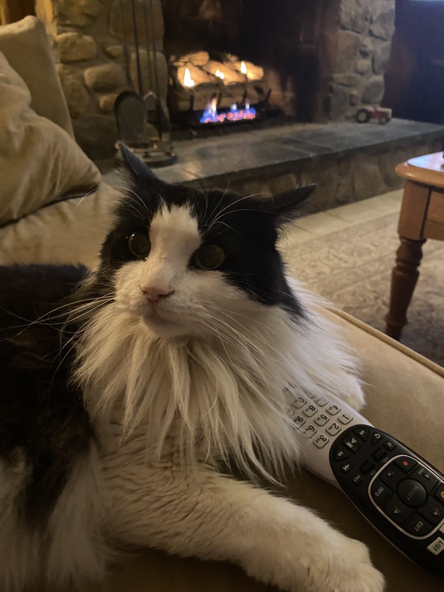 BellePrixFarm's tweet photo. No. I have not seen the remote.  Move along.                       #catsoftwitter https://t.co/bWOTJVPkGU