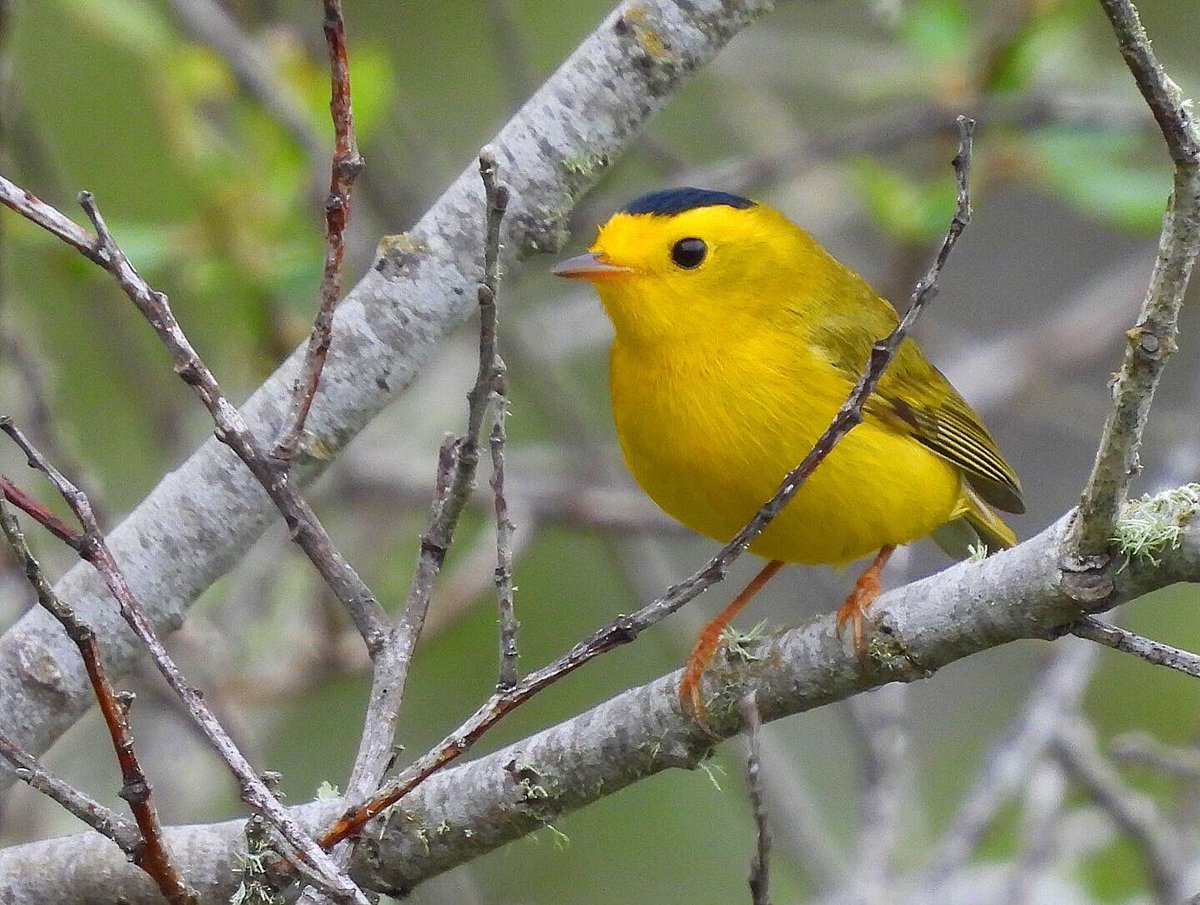 Nicholas Belardes🐤 tweet media
