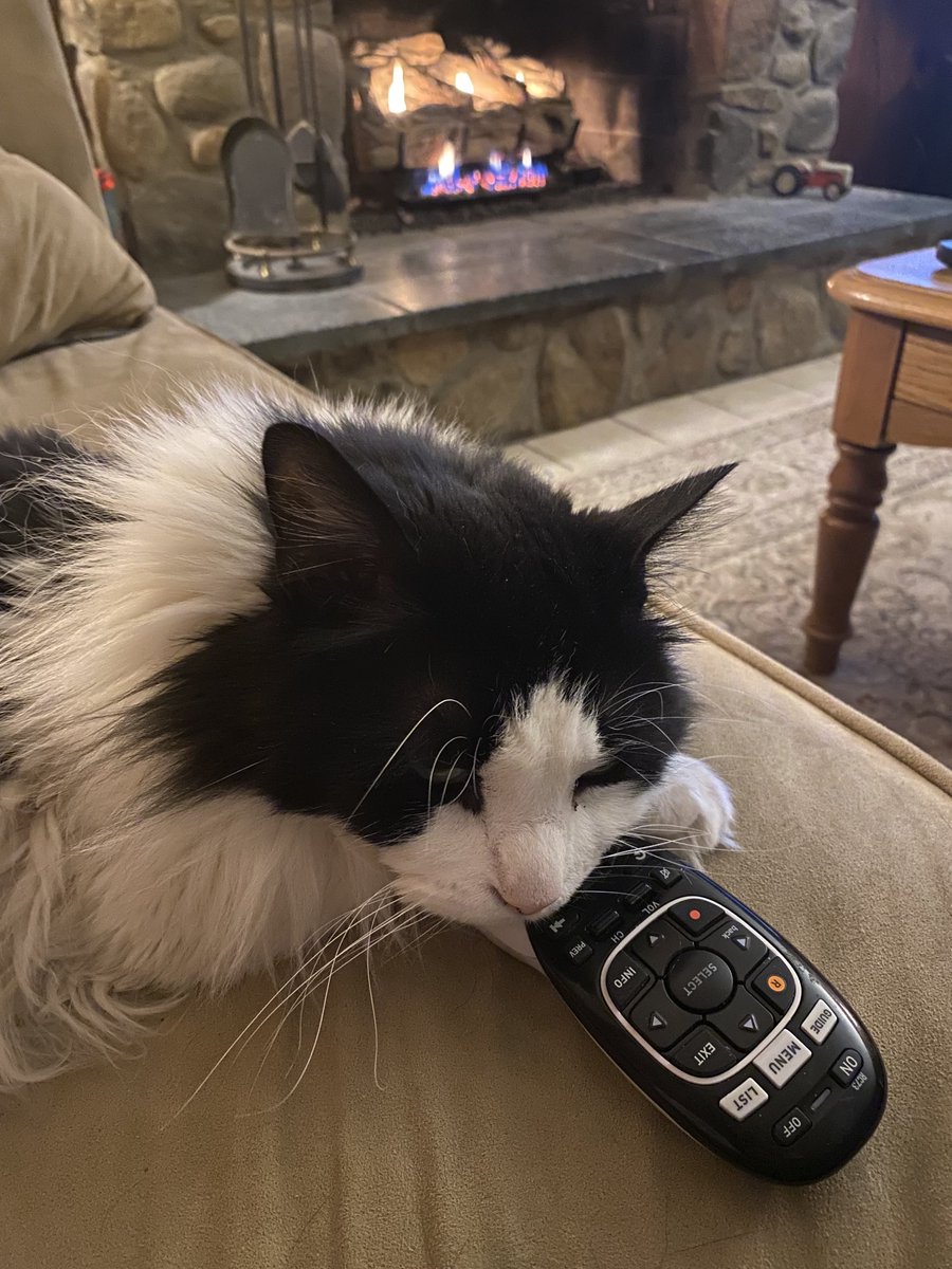 BellePrixFarm's tweet photo. Is she gone?
#catsoftwitter https://t.co/hXD6J89Kyr