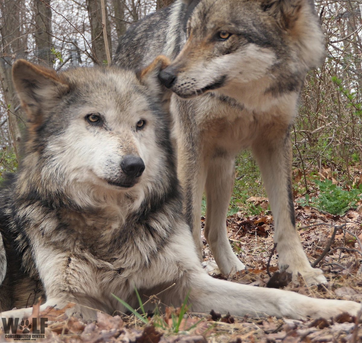 nywolforg's tweet photo. Psst... Wolves are essential. Pass it on 🐺 https://t.co/2yVGIVXLoW