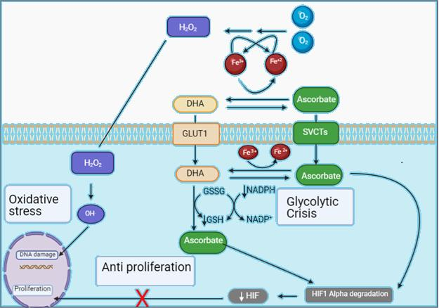OAE_JCMT's tweet photo. 🥳Interesting article sharing #PancreasCancer

Title: Novel approaches to therapeutics in pancreatic adenocarcinoma: vitamin C and tumor treatment fields

Authors: Laith Abushahin, Travis Jones, et al.

Link: https://t.co/0k5BHI6spq https://t.co/eDc1iGnL0c