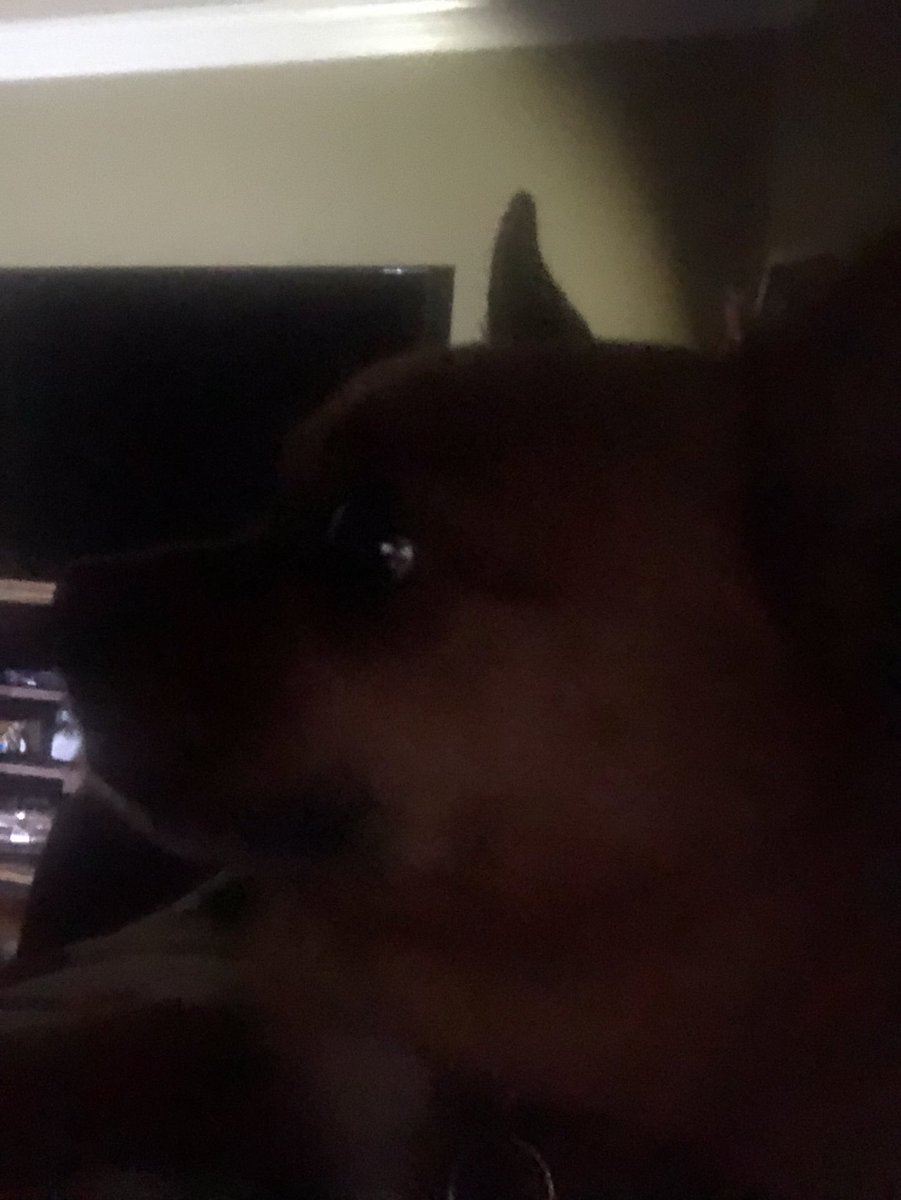 LeadaGore's tweet photo. I call this one chihuahua in the dark. #powerisout #springinAlabama https://t.co/qJwCandynp