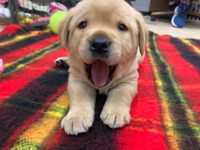 Did you see Ms. Lown’s email? 💛💙#therapydog <a href="/dog_champion/">Champ- MHG Therapy Dog</a>  <a href="/WlcsdD/">WLCSD Therapy Dogs</a>