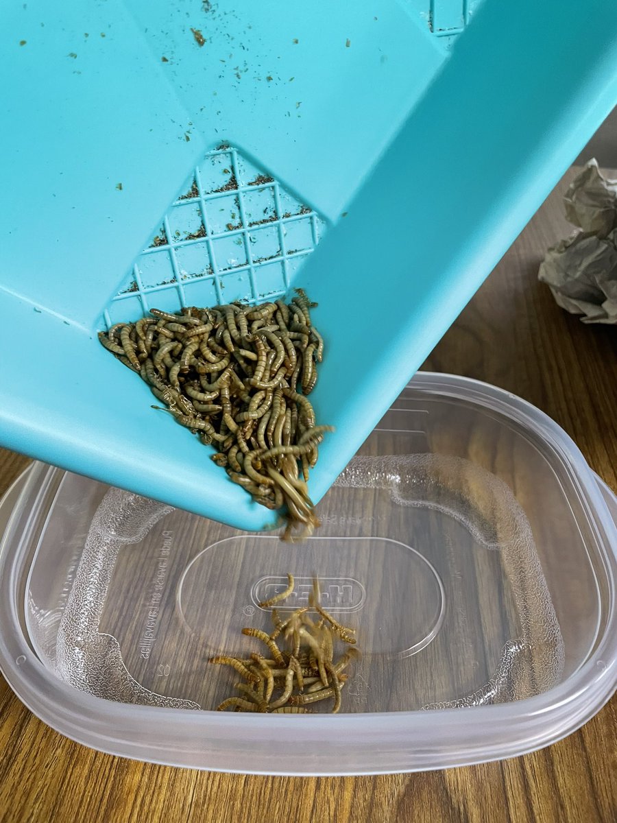 LeMeilleur4thgr's tweet photo. Life Cycles with Mealworms…let the high pitch screams begin 😁🙈 #ACEcubs #ACE4thgrade https://t.co/LvlQ9Emrq7