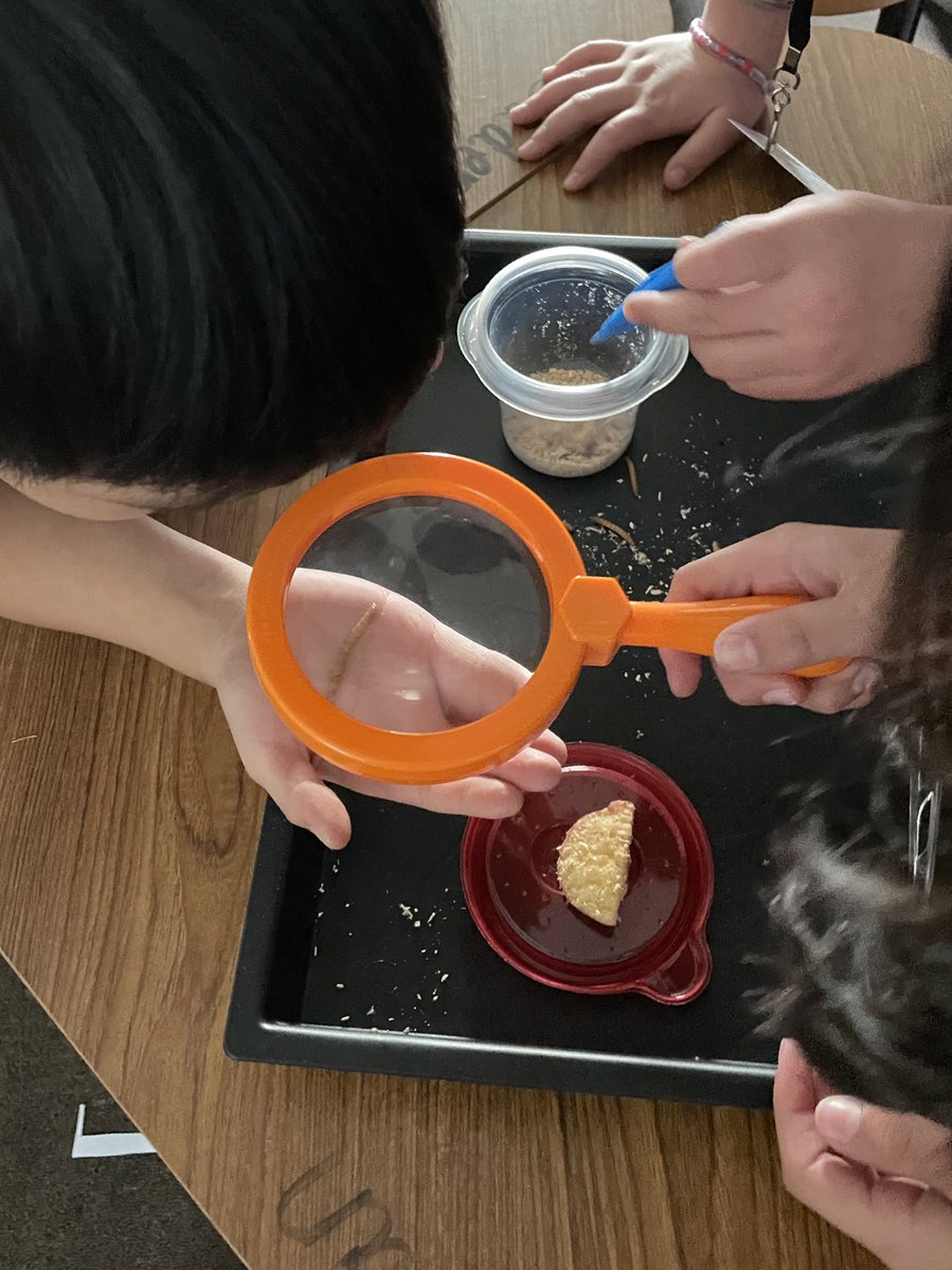LeMeilleur4thgr's tweet photo. Life Cycles with Mealworms…let the high pitch screams begin 😁🙈 #ACEcubs #ACE4thgrade https://t.co/LvlQ9Emrq7