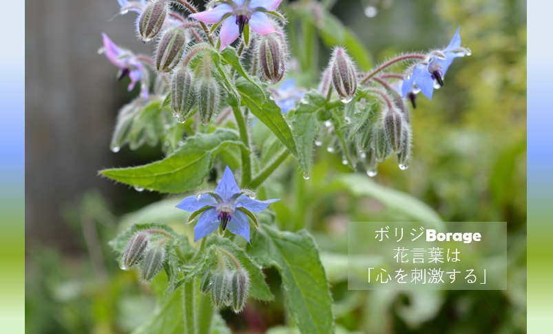 تويتر 代ゼミ大阪南校 على تويتر 日日是 今日は何の日 3 31の誕生花 ボリジ の花言葉は 心を刺激する です 代ゼミ の講師たちは 受験生 の心 に秘められた力を解き放つ プロフェッショナル 皆さんの心 を刺激し 学ぶ力を最大限 に引き出し تويتر 代ゼミ大阪南校 على تويتر 日日是 今日は何の日 3 31の誕生花 ボリジ の花言葉は 心を刺激する です 代ゼミ の講師たちは 受験生 の心 に秘められた力を解き放つ プロフェッショナル 皆さんの心 を刺激し 学ぶ力を最大限 に引き出し