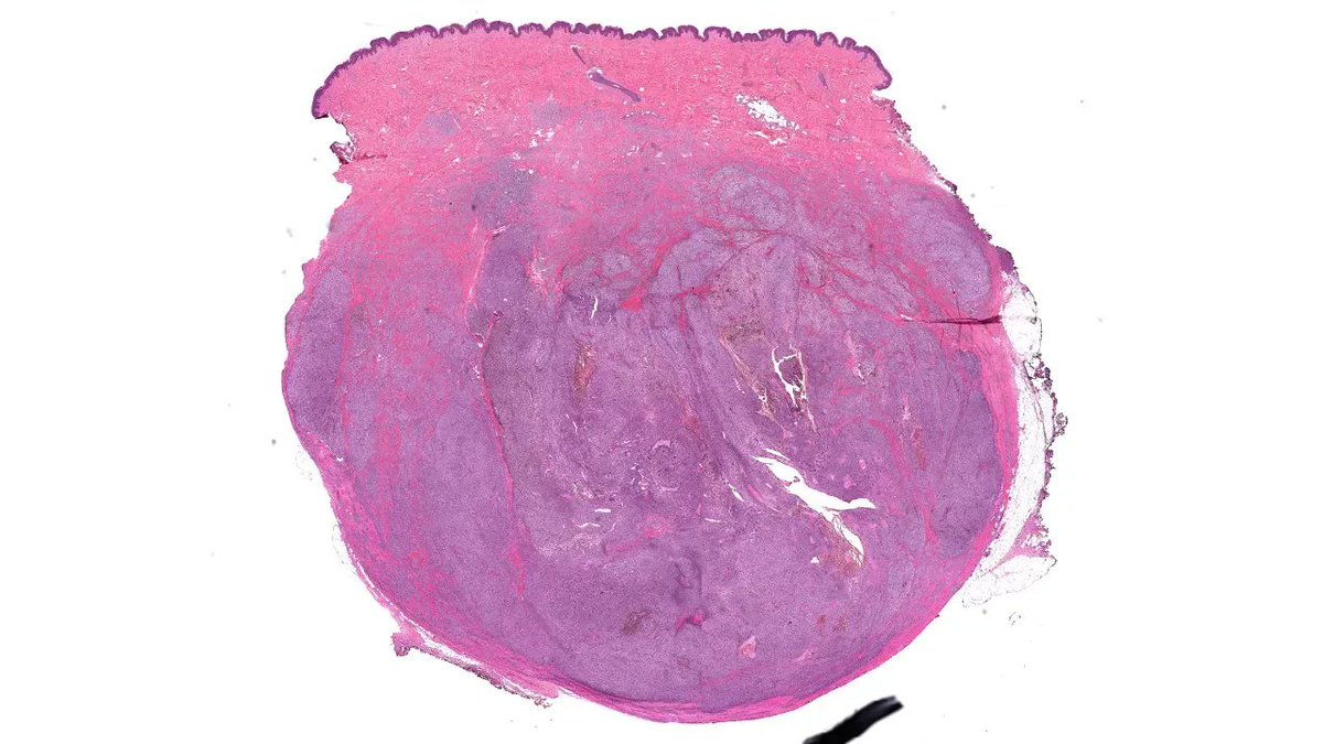 Jerad Gardner, MD tweet media