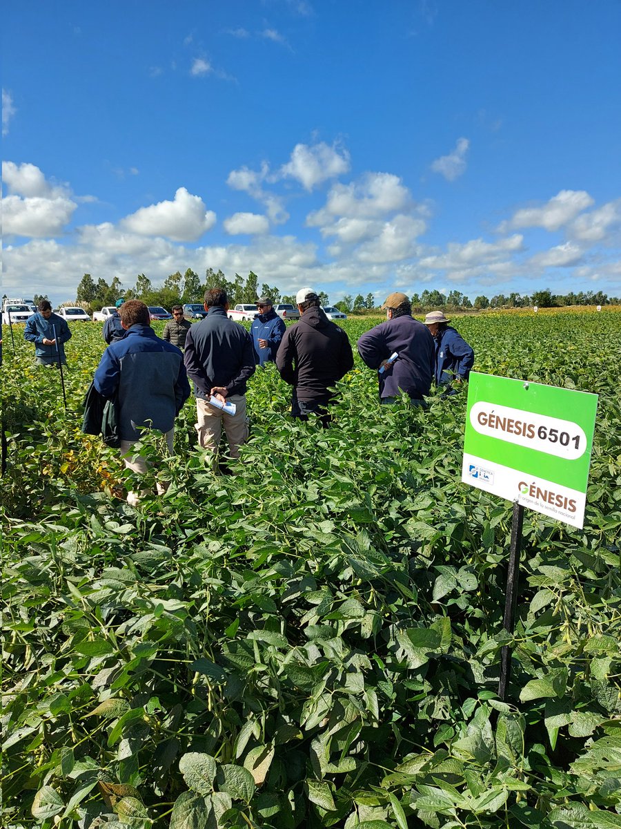 urf_cooperativa's tweet photo. Visitamos junto a productores y técnicos nuestro Campo Demostrativo de Sojas en San José
.
@semillasgenesis #agricultura #Cooperativa #Uruguay https://t.co/XWS5USRZ3H