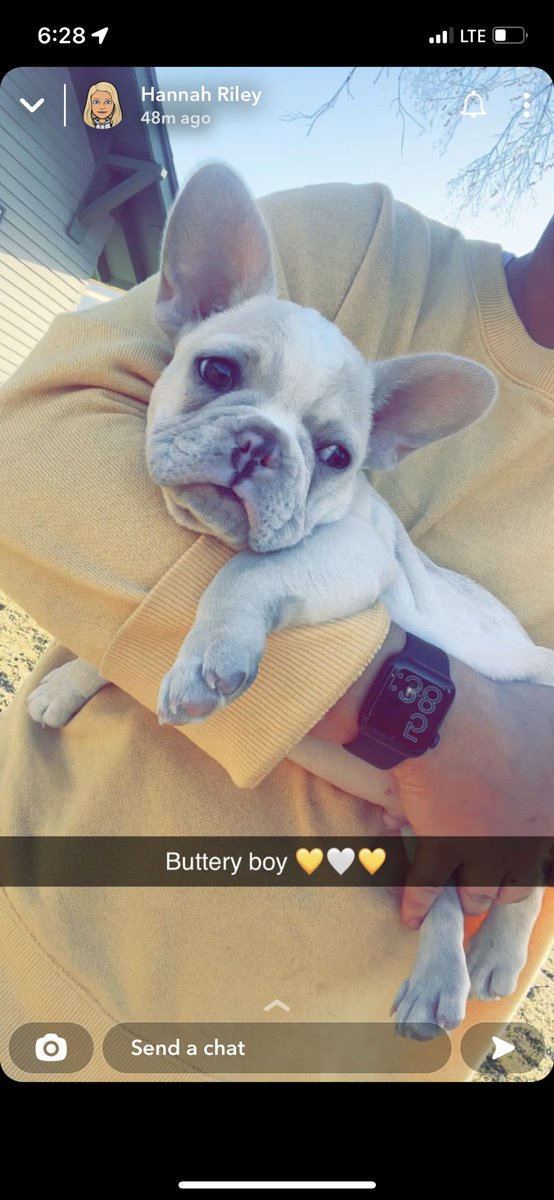 SierraDietlein's tweet photo. He’s not a cow dog, but he’s sure cute! Welcome to the family Butters! https://t.co/ces4C6nBNp