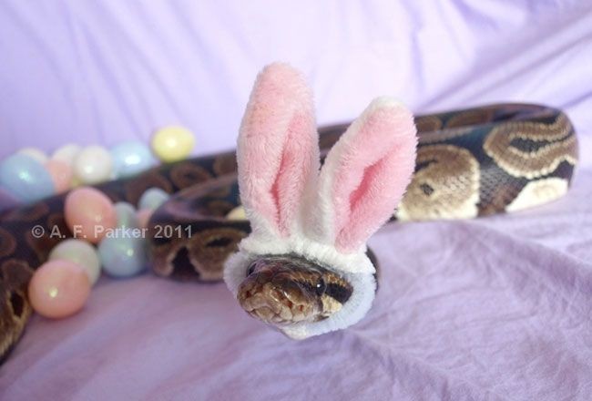 lastcaresss138's tweet photo. Snakes in hats 🐍👒🎩😍❤ cuteness rating 10 outta 10 https://t.co/WEWUVGEnDB