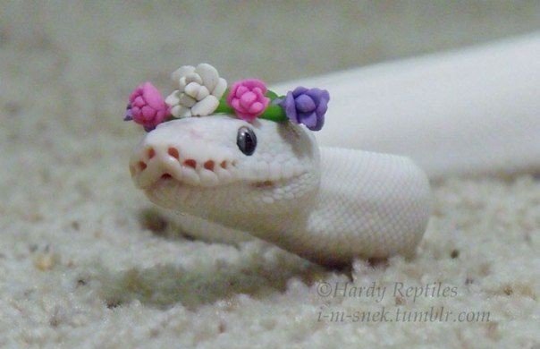 lastcaresss138's tweet photo. Snakes in hats 🐍👒🎩😍❤ cuteness rating 10 outta 10 https://t.co/WEWUVGEnDB