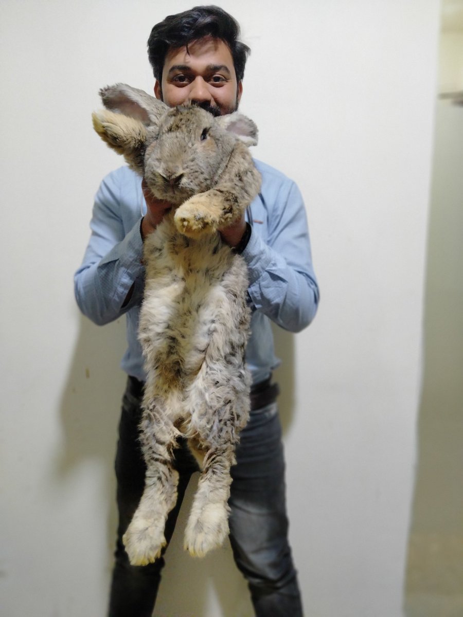 maazveterinary's tweet image. Treatment of Flemish Giant Rabbit