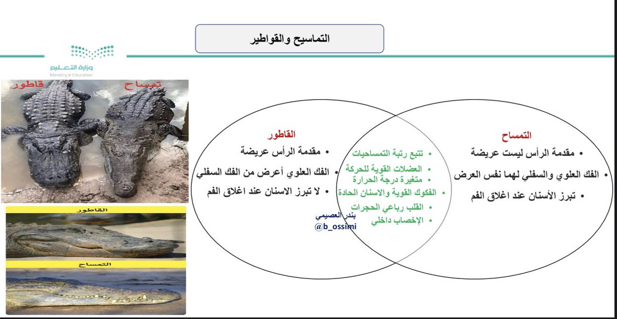 مكون للتماسيح والقواطير أربع حجرات ؟ قلب من أربع غرف