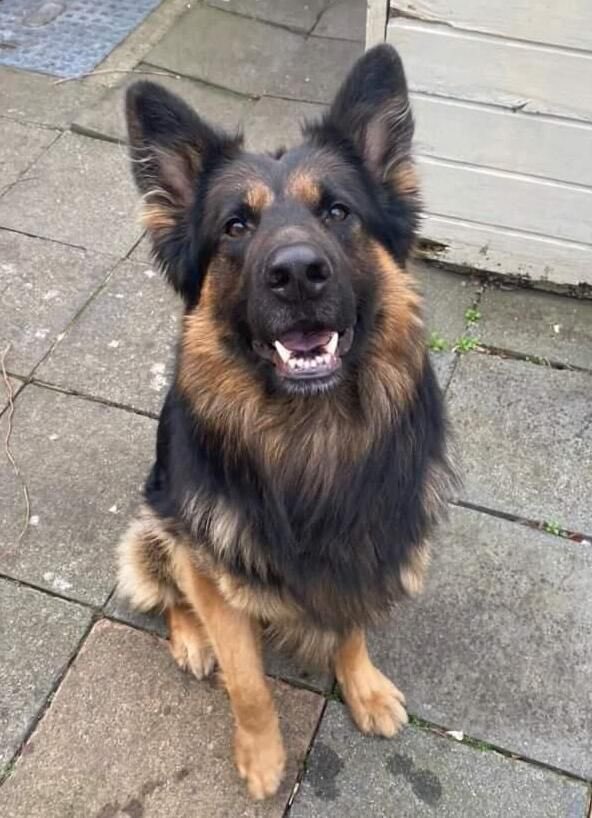 ⚠️ Attention all #GermanShepherd lovers! We have a very stressed boy in our care who really needs a home. Stunning 3 year old Joey 👉🏼 dspca.ie/joey- #AdoptDontBuy #dogs #retweet