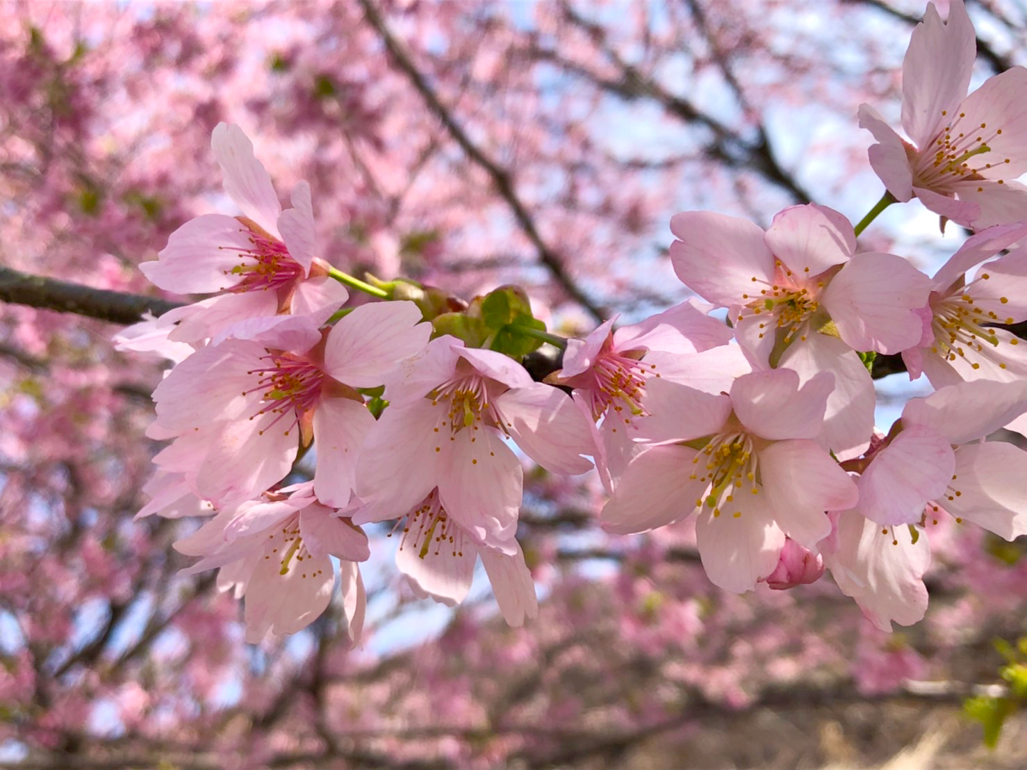 伊豆の桜名所 Twitter Search Twitter