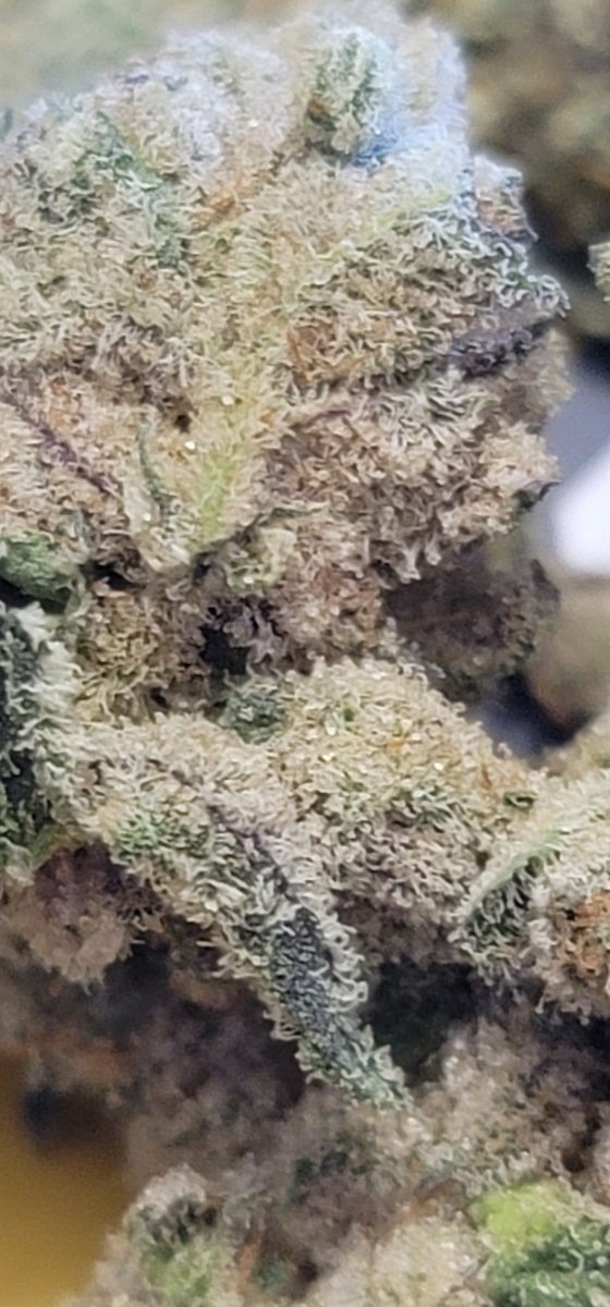 Mario204Super's tweet photo. Wow.. Damnn n Bam ๐๐คฏ๐ฟ๐จ I mean wow @dunncannabis n @bzamcannabis #CakeCrasher #Fresh #IslandCanna Glorious take, sweeter than a slice of cake.. #smoked so well, so pretty to photograph i didn't want to bust em up..lol ๐ค๐ฏ%Super.. a must have #CannabisCommunity #THC #Terpene https://t.co/J1wYD5UOnr