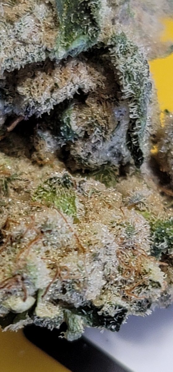 Mario204Super's tweet photo. Wow.. Damnn n Bam ๐๐คฏ๐ฟ๐จ I mean wow @dunncannabis n @bzamcannabis #CakeCrasher #Fresh #IslandCanna Glorious take, sweeter than a slice of cake.. #smoked so well, so pretty to photograph i didn't want to bust em up..lol ๐ค๐ฏ%Super.. a must have #CannabisCommunity #THC #Terpene https://t.co/J1wYD5UOnr