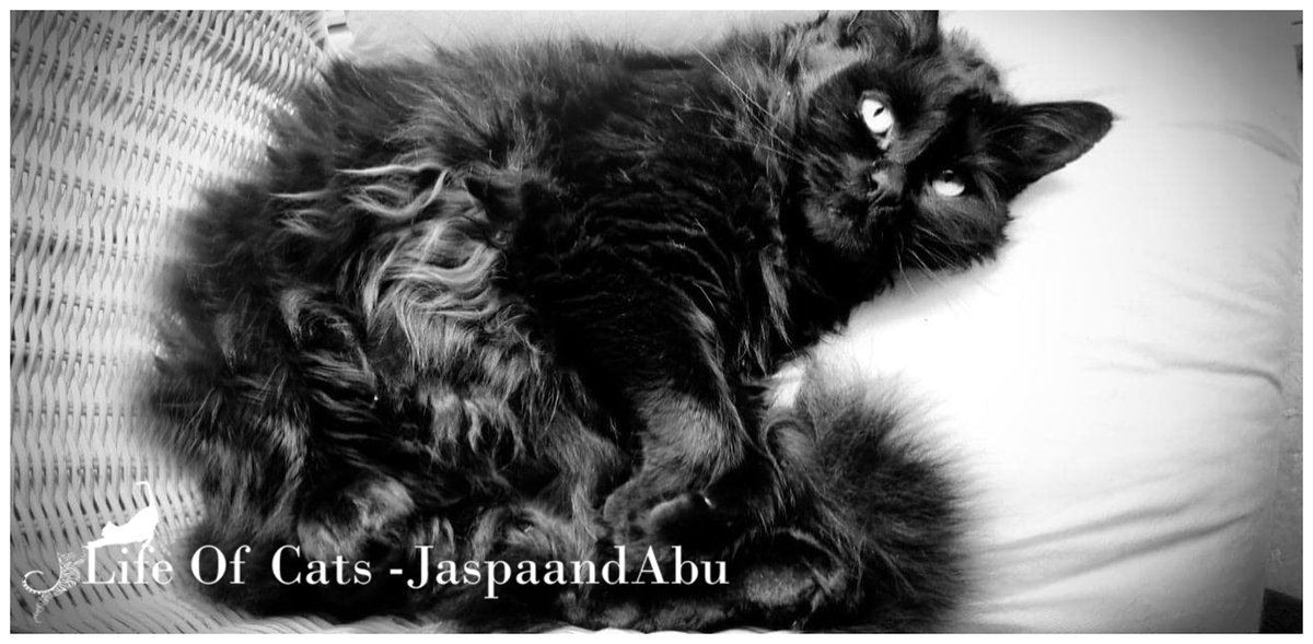 GodILoveThisCat's tweet photo. That belly floof though 😍#cats #catssofinstagram #cat #of #catstagram #instagram #catlover #catlife #catlovers #instacat #pets #kitten #meow #kittens #catoftheday #kitty #love #cute #pet #animals   #petsofinstagram #kittensofinstagram #cutecats #catlove #adoptdontshop #bhfyp https://t.co/JA8q63eRYV