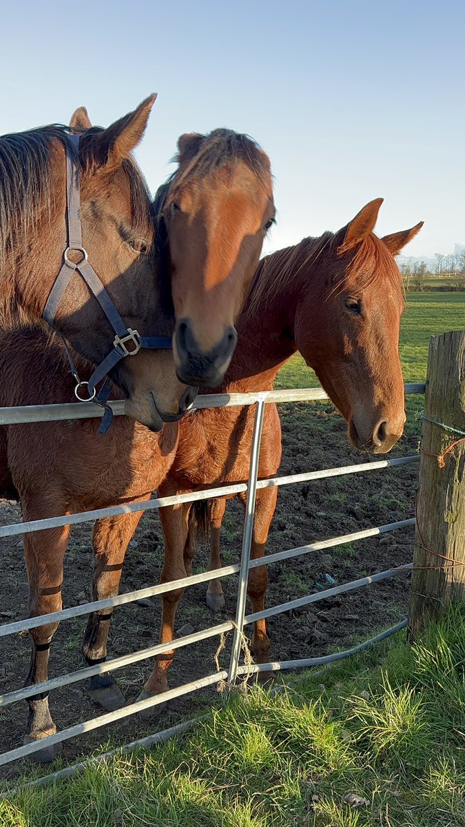 3466Maggie's tweet photo. No horsing around now 😍look at these beauties 😍#horses #neighbours #country #countrylife https://t.co/2ns7GySXlQ