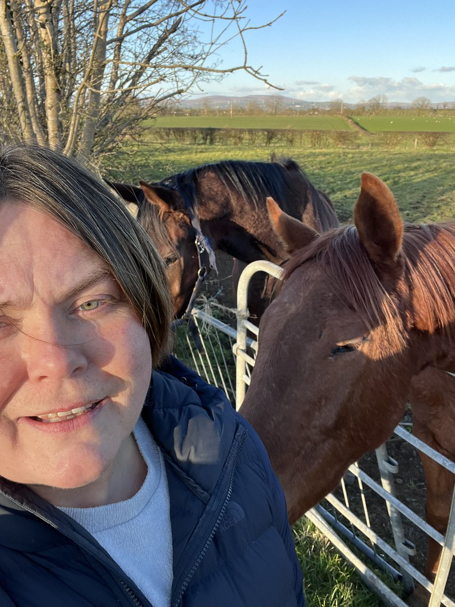 3466Maggie's tweet photo. No horsing around now 😍look at these beauties 😍#horses #neighbours #country #countrylife https://t.co/2ns7GySXlQ