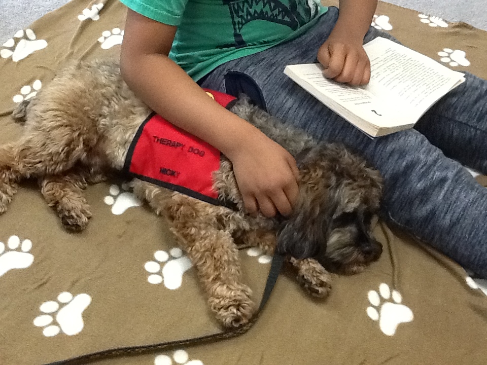 TPOCBrampton's tweet photo. There's nothing like a good book and a special cuddly friend like Nicky in the Paws to Read(R) Program of Therapeutic Paws of Canada at Gordon Graydon Senior Public School! #therapeuticpawsofcanada #pawstoread https://t.co/yekADOEedJ