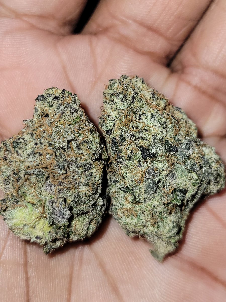 gg_genetics's tweet photo. #GreenGuyGenetics coming back with some Nug Appreciation

These Nugs are #Dolato and are sticky af which the green guys love over here. 

We asking now..#WhatsInYourGrinder ??
•
•
•
#420Community #CannabisCommunity #420Life #CannabisNews #Dank #WeedLovers #CannabisCulture https://t.co/ngl76SkR4J