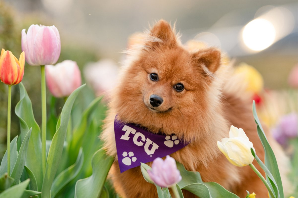 TCU's tweet photo. Your daily dose of cuteness. Compliments of Instagram user emmabrown_5. π·πΆ #TCU #TCUtulips https://t.co/AP5aO8KiyL